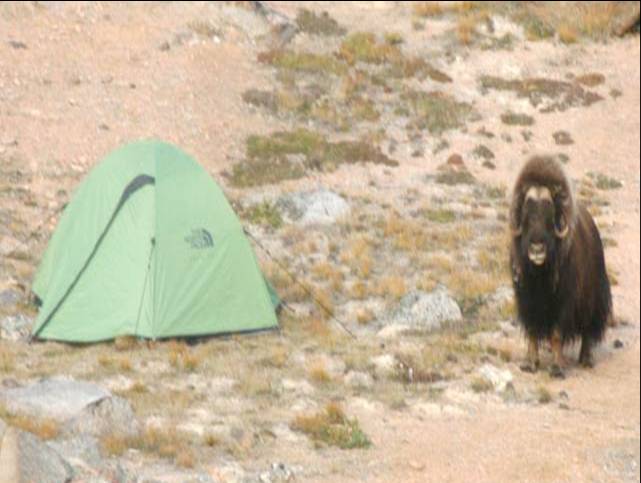 Musk ox next to a tent in NE Greenland National Park