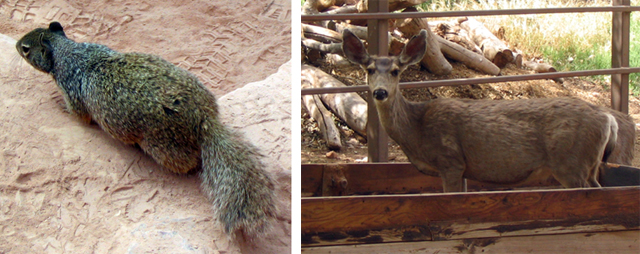 Two pictures from Indian Gardens, Grand Canyon.  1.  Ground squirrel 2.  Mule deer in a feeding trough.