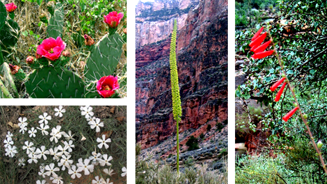 Four pictures of flowers found in the Canyon.  Prickly pear, phlox, century plant and penstemon.