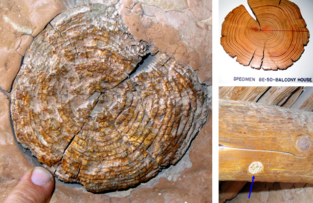 Three pictures.  2 logs from Long House used for tree-ring research and a museum specimen of a tree ring.