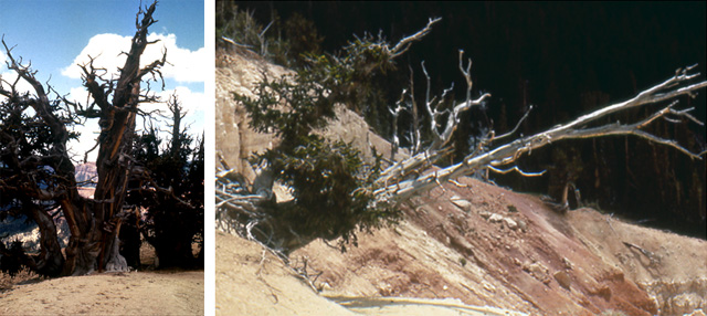 Two pictures of  dying bristlecone pines at Cedar Breaks National Monument, Utah.