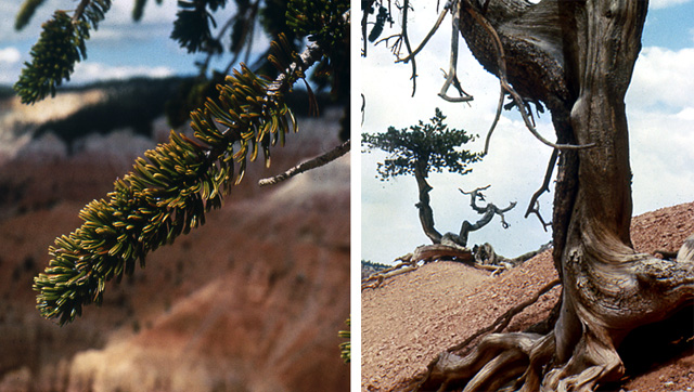 Two pictures.  1.  Closeup of the brislecone pines branches that look like a bottle brush. 2. Exposed roots of a bristlecone pine.