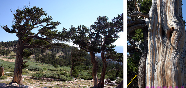 Two pics  1.  Bristlecone pines, Mt. Evans, CO   2.  Close up of bristlecone trunk.  One small section has bark, the rest is gone.