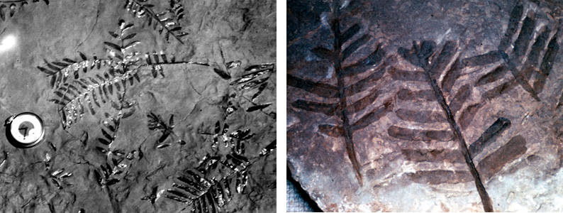 Fern fossils from the Hermit Shale near the Kaibab Trail.
