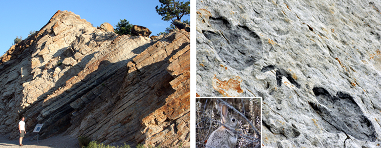 2 images.  1.   Outcropping of rock that has been tipped up as the Rockies were formed.  2.  Fossilized dinosaur prints.