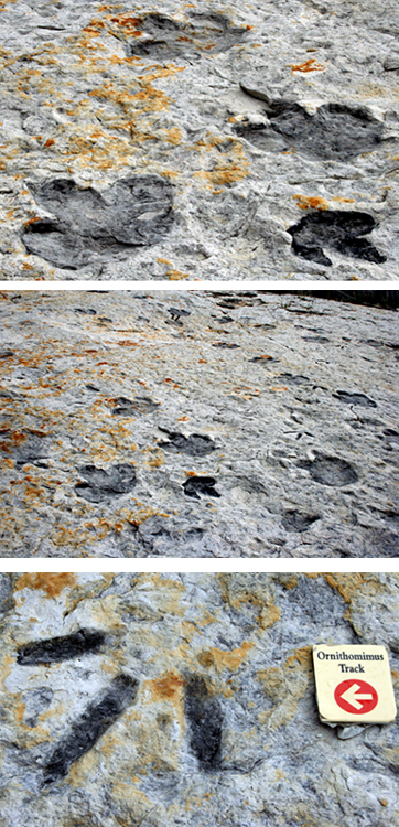 Three close ups of dinosaur tracks.