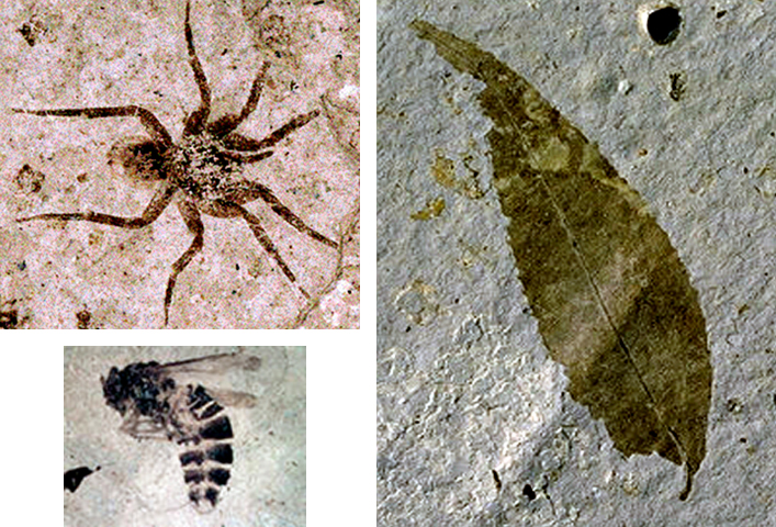 Fossils of a spider, bee, and a leaf, Florissant Fossil Beds.