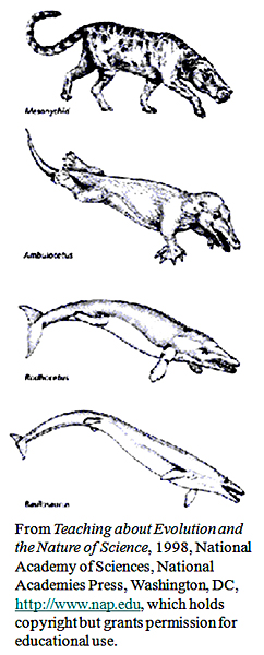 Graphic about evolution showing progression from a hoofed mammal  to a whale.