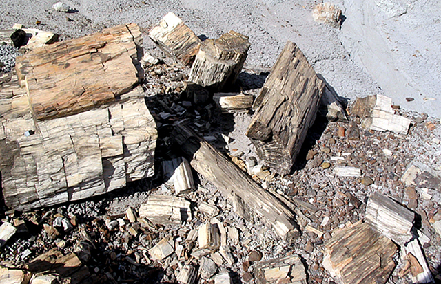 Pile of petrified wood includes one large chuck and many smaller pieces.