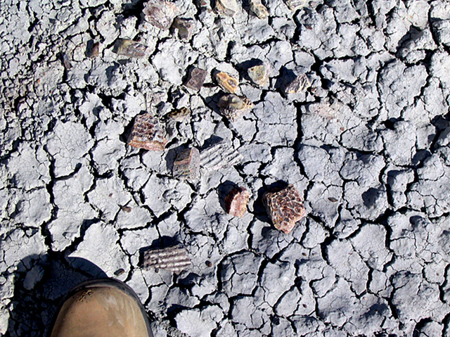 Close up of the dry ground with fossil bone fragments scattered on it.