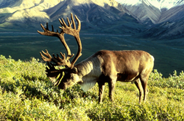 A caribou eating grass.