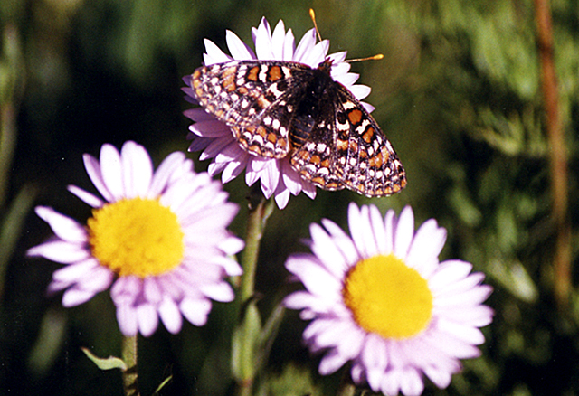 Metalmark butterfly on a flower, Manning Provincial Park, British Columbia, Canada
