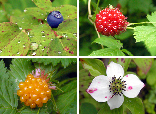 Four pictures.  1.  Blueberry.  2.  Yellow salmonberry. 3. Red salmonberry. 4. Bunchberry flower, Sitka, Alaska