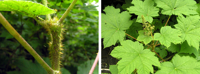 Two Images.  1.  Close up of  a Devil’s club stem.  It has many thorns.  2.  Leaves of the Devil’s Club plant.  Sitka, Alaska