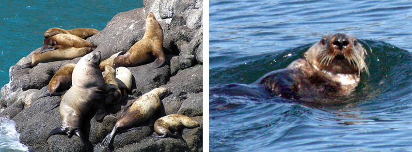 Two pictures.  1.  Steller sea lions on a rock.  2.  Sea otter.  Seldovia, Alaska