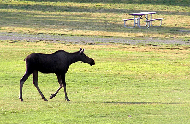 Moose walking across a park in the town of Anchorage Alaska.