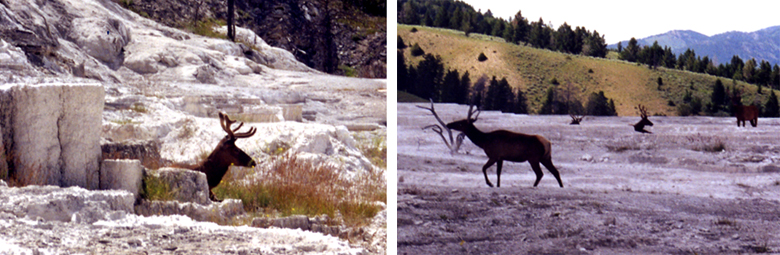 Two pictures.  1.  Elk resting on the upper surface of Mammoth Hot Springs, Yellowstone NP.  2.  Elk walking across the hot springs.