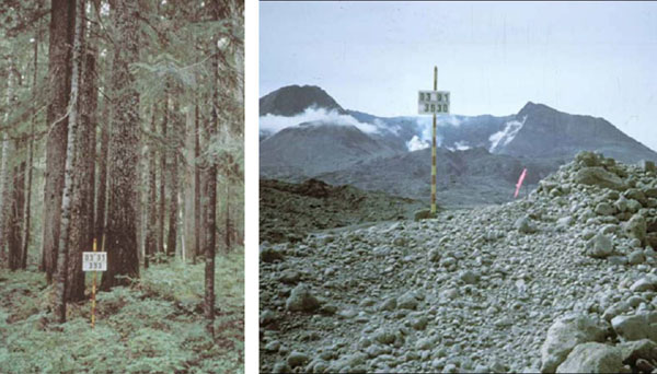 Left image is a stand of trees.  Second image is taken from the same place but shows the mountain with a crater after the eruption.