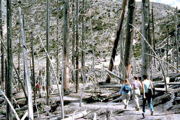 10 years after the eruption students walking through a stand of dead trees that were largely shielded from the blast.