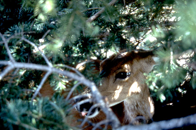 Mule deer in the forest
