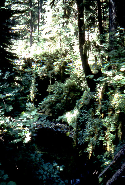 Rainforest growth found inland at Olympic National Park.