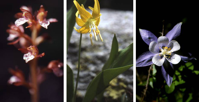 Three side-by-side close-ups of flowers. On the left, spotted coral-root orchid.  Center, Glacier lily. Right , blue columbine.