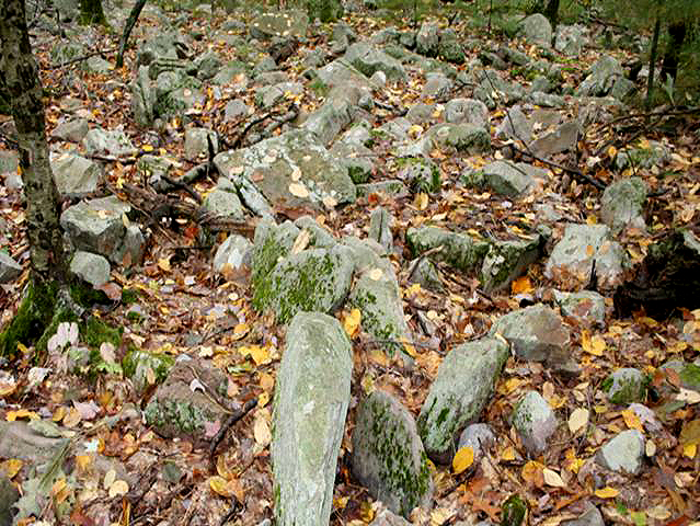 Large band of rocks, some with patches of moss, surrounded by fallen leaves. Trunk of small tree is visible to the left.