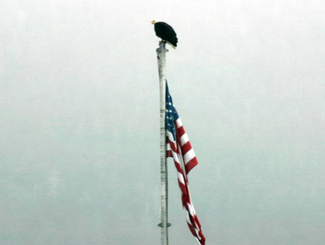 Bald Eagle sitting atop a flag pole in Sitka, Alaska, near Glacier Bay National park.