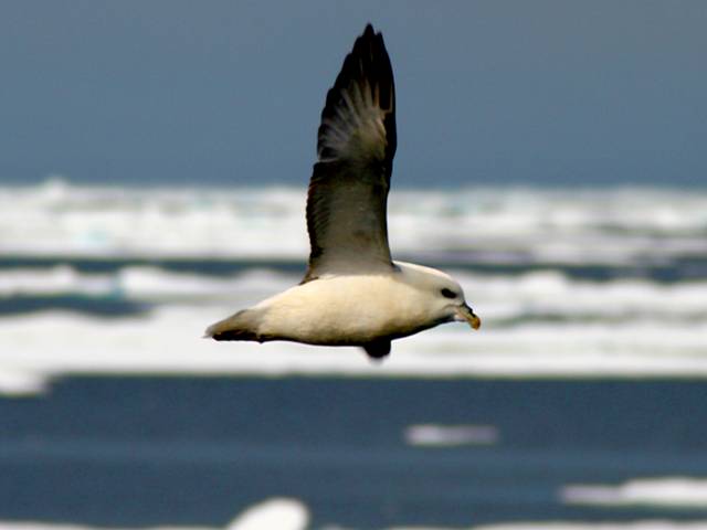 A Fulmar in flight over a sea of ice, NE Greenland National Park.