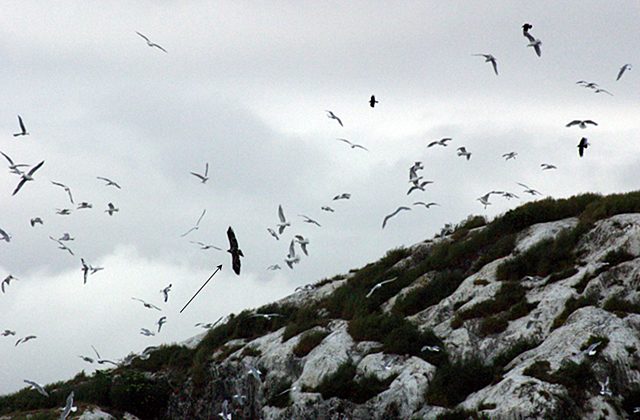 A bald eagle soars among a large number of sea gulls and ravens at South Marble Island, Glacier Bay National Park, Alaska.