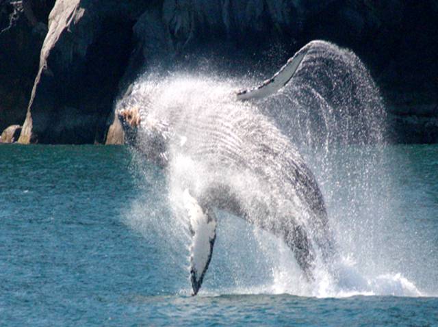 A humpback whale breaching in the fjords of Glacier Bay National Park, Alaska.