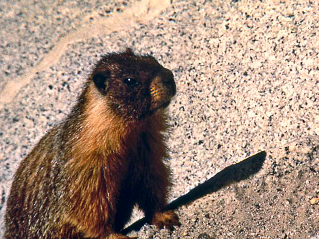 Close-up of a marmot on granite that has been abraded by debris-bearing glaciers, highlands of Yosemite National Park.