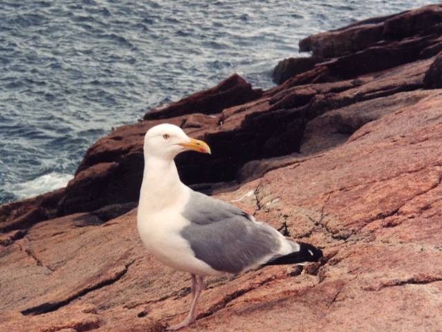 Close-up of Herring gull standing on granite coast of Acadia