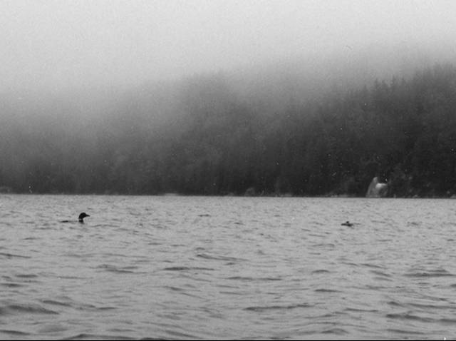 Two loons in the rain on Seal Cove Pond.  Black and white image