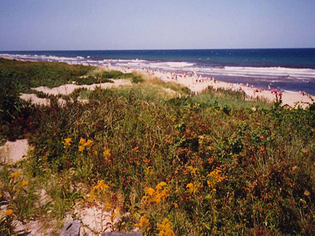 Cape Cod sand dune with a thin layer of hardy vegetation. Ocean in background spotted with beach goers