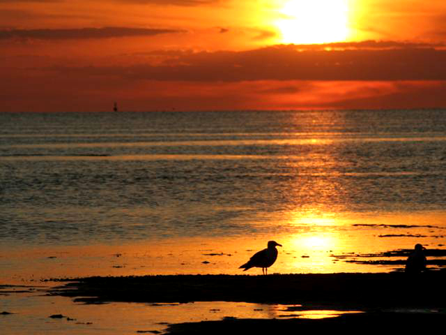 Bright orange sunset at First Encounter Beach. Herring gulls in the foreground