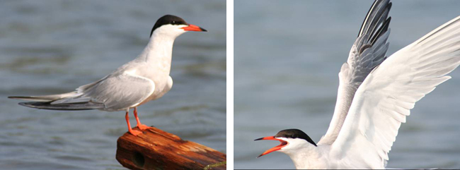On the left, a tern perched on a piece of wood. On the right, a tern in flight.