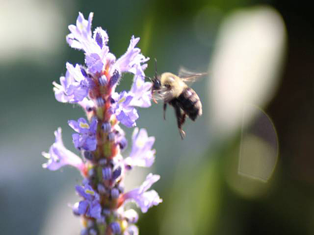 Close-up of a bumblebee on a pickerelweed.
