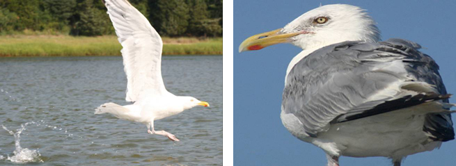 On the left, a herring gull landing in the water. On the right, a close-up herring gull perched