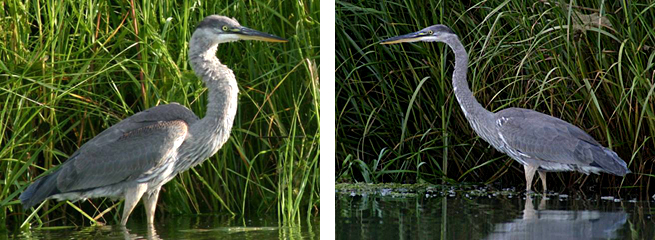 Side-by-side close-up images of a great blue heron standing in the marsh in front of tall water grass