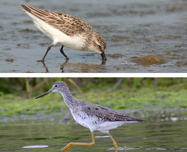 On top, a close-up of a sandpiper on the beach  with his beak in the sand. Below,  a close-up of a yellowleg standing in the water