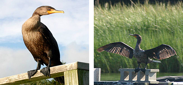 On the left, a close-up of a cormorant perched.  On the right, a close-up of a cormorant on a cinder block with his wings spread 
