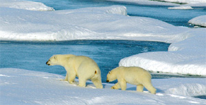 A mother polar bear and her cub walking on the melting ice.