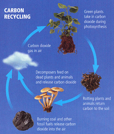 The carbon cycle illustrated, see long description linked in caption below
