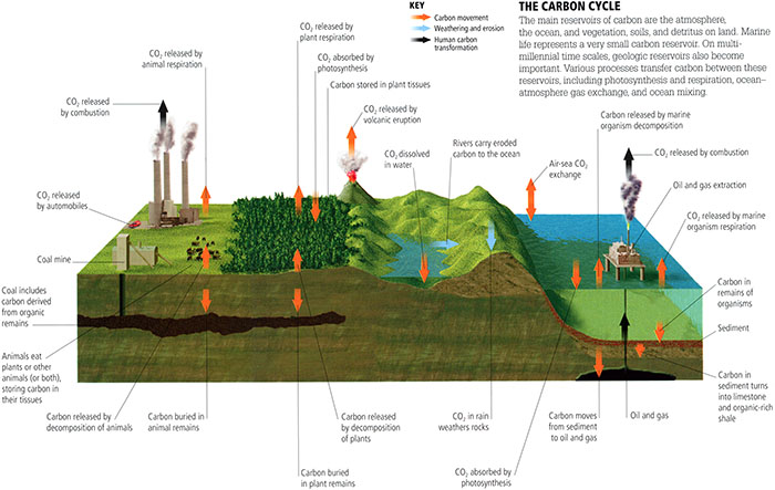 Global carbon cycle.