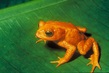 The Golden Toad (now extinct).