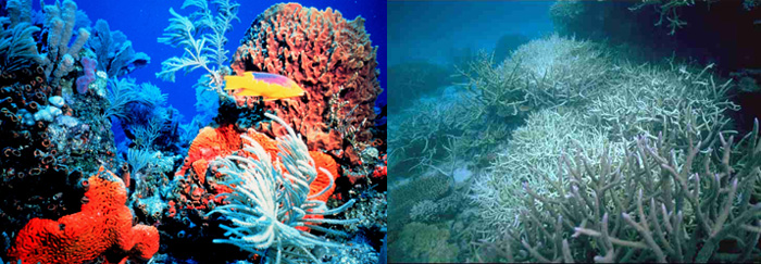 Left: Healthy Coral Reef; Right: Bleached Coral Reef