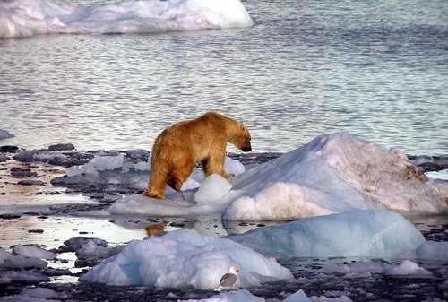 Image of Polar Bears on Arctic Sea Ice Hunting Grounds.