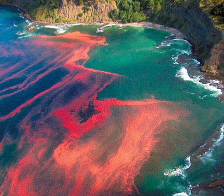 Toxic plankton in A Red Tide