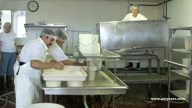 Workers in hair nets handle donkey cheese in a sterile test kitchen.